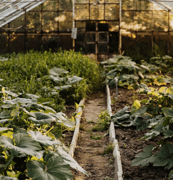 Farmer-Community-Accelerator